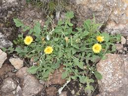 Image result for Arctotis