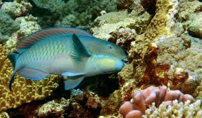 When reefs decline, parrotfish thrive | AIMS