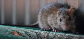 Pest control companies near you. A New Way To Detect Rodents Using Fluorescent Gel Rentokil