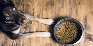 We did not find results for: Life Abundance Dog Food