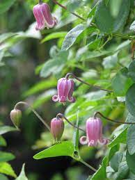 Plants that fill a similar niche: Clematis Viorna Leatherflower Northern Leatherflower Vasevine North Carolina Extension Gardener Plant Toolbox