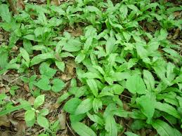 Image result for Habenaria malacophylla