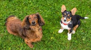 The dachshund was bred in germany hundreds of years ago to hunt badgers. Corgi Vs Dachshund Breed Differences And Similarities