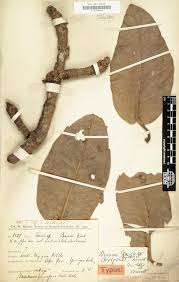 Image result for Adenodolichos punctatus