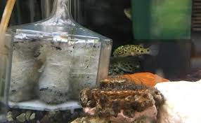 ミドリフグの特徴と飼育方法 餌や水槽レイアウト なつく性格なの woriver フグ ヒレ 熱帯魚