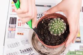 The short answer is probably less than you think. How To Pot A Spiny Cactus Without Getting Pricked 14 Steps