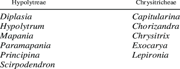 Image result for Hypolytrum goetghebeur