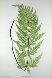 Includes an exceptional collection of usda $5 shipping for up to 9 standard prints! Natural History Art Botanical Ferns Nature Printed Antique Prints London 1850s George Glazer Gallery Antiques