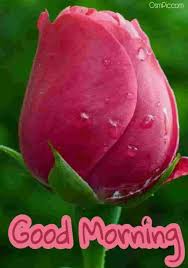 Animated wallpaper with real 3d animations of flowers i the app.enjoy with rose and flowers live share it on tik tok or. Red Rose Good Morning Photo Pictures Images Wallpaper Good Morning Wale Flowers 720x1024 Download Hd Wallpaper Wallpapertip