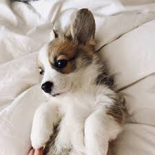 Now, when planning on getting a dog, the sleeping arrangement is a factor you should consider. Tips For First Time Corgi Owners Willo The Corgi