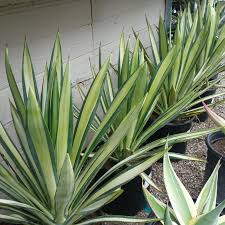 Image result for Agave sisalana