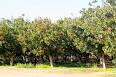 Image result for ‫سعید شایسته باغ پسته‬‎