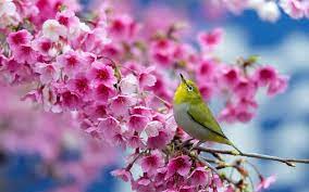 For more information on how to use wallpaper engine and create wallpapers make sure to visit our starter's guide. Most Beautiful Spring Wallpapers Top Free Most Beautiful Spring Backgrounds Wallpaperaccess