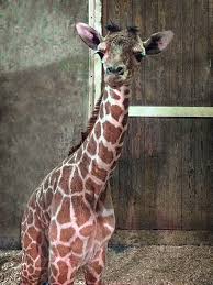 Memphis Zoo Announces Baby Giraffe Animal Fact Guide