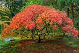 The Burning Bush Seattle Wa Japanese Maple Tree Red Maple Tree Shade Trees