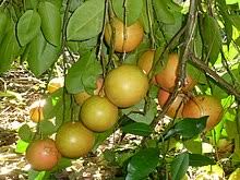However, adding an additional ruby red grapefruit tree will drastically increase the size of your crop. Grapefruit Wikipedia