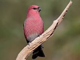 On vimeo, the home for high quality videos and the people who love them. Pine Grosbeak Ebird
