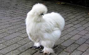 La couvaison ou incubation dure ensuite 21 jours. La Poule Soie Comment Elever Une Poule Soie A La Maison