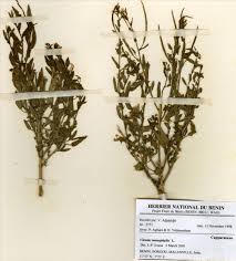 Image result for Cleome monophylla