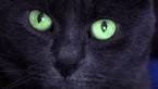 5 Types Of Cat Eye Colors Explained