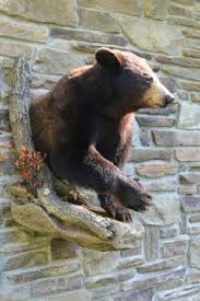 Black Bear Half Mount Image Result For Black Bear Shoulder Mount Bear Mounts Bear Hunting Black Bear