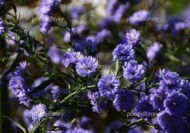 青紫色の八重の花 クジャクアスター 写真素材 [ 4941614 ] - フォトライブラリー photolibrary