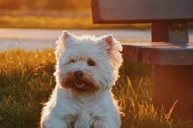 Here are several options of guard dog names for you to choose from, which resemble the true nature of your puppy. 100 Unique Cute Female Dog Names Meanings Dog Sense Nz