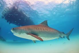 Tiger Shark Classification
