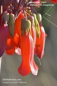 Image result for Chrysophyllum bangweolense