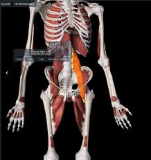 This nerve branches from the posterior cutaneous nerve of the thigh to the inferior border of the gluteus maximus. Hip Pain North Vancouver West Vancouver