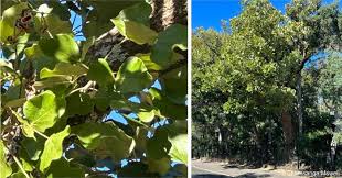 Image result for Erythrina abyssinica