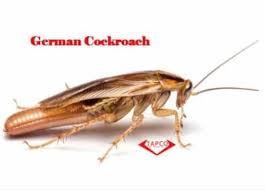 Around windows and doors, mulched areas, tree trunks. German Cockroaches Control And Treatment Japco Pest Control Ltd