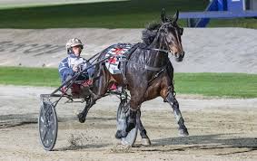 Mark Pitt returns to Riverina Paceway for drives