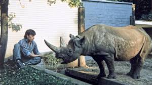Zoologische gärten österreich nach region burgenland kärnten land salzburg niederösterreich oberösterreich steiermark. Berliner Zoo Wir Pflegen Das Alteste Nashorn Der Welt Ratgeber Bild De