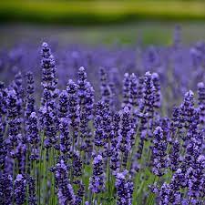 Lavender flowers for sale ireland. Lavender Munstead Tray Of 40 Plug Plants Brookside Nursery