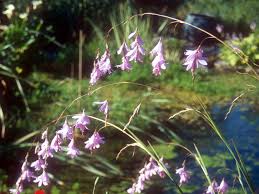 Image result for Dierama formosum × plowesii