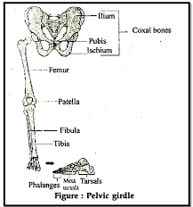 Learn anatomy cat hindlimb with free interactive flashcards. Biology Skeletal System Askiitians
