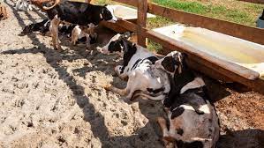 O que é o mal da vaca louca? Industria E Autoridades Afirmam Que Caso De Vaca Louca Em Mt E Isolado Revista Globo Rural Boi