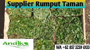 Pada artikel ini kami sertakan harga rumput gajah mini sehingga bisa anda jadikan bahan pertimbangan. Harga Rumput Gajah Mini Varigata Per Meter 0857 3259 0133 Flickr