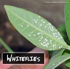 Stop Milkweed Pests From Ruining Milkweed For Monarchs White Flies Garden Pest Control Monarch Butterfly Garden