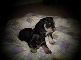Puppies are well socialized, very playful and loving. D Sblackdiamonds Miniature Schnauzer Breeder Mount Pleasant Texas