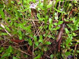 Image result for Lindernia monroi