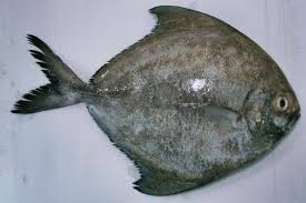 Penyebarannya di indonesia meliputi pantai timur indonesia, laut jawa, sebagian timur sumatera. Gambar Ikan Bawal Air Laut Daftar Harga Ikan Bawal Terlengkap Terbaru Semua Jenis Per Kg Jevt Online