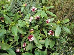 Image result for Thymelaeaceae