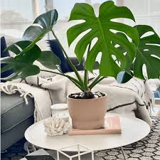 Image result for Monstera