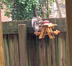 This Picnic Table Squirrel Feeder Lets Your Backyard Squirrels Sit Down To Eat Their Meals In 2020 Squirrel Feeder Squirrel Picnic Table
