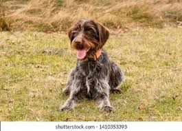 Image result for griffon korthalsův