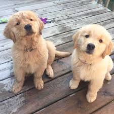 Kopek Dunyasi Adli Kullanicinin Golden Retriever Panosundaki Pin 2020