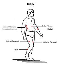 50 Cogent Muscle Motor Point Chart