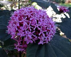 Image result for Clerodendrum buchneri